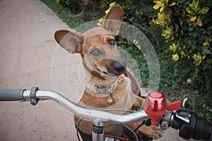 Small brown Thai dog Sit on a bicycle basket. The line staring into the camera in suspicion. The mood is fresh. vintage style