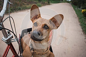 Small brown Thai dog Sit on a bicycle basket. The line staring into the camera in suspicion. The mood is fresh. vintage style