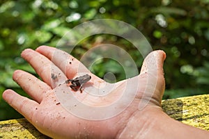 A small brown toad sitting on the open palm of a child`s hand which is lying on a wooden yellow board