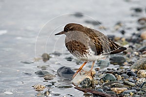 Small brown turnstone bird at Esquimalt Lagoon, Victoria, BC Canada