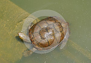 Small brown water tortoise