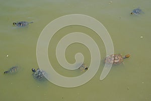 Small brown water tortoises