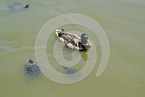Small brown water tortoises