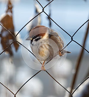 A small brown and white bird is perched on a wire