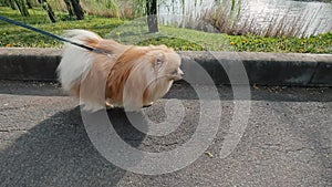 Small brown and white dog on a leash