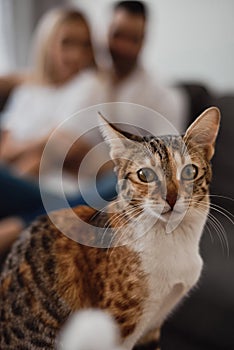 Small brown, white and ginger color cat looking in front of the camera