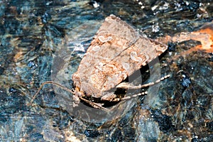 A small brown and white moth is sitting on a blue surface