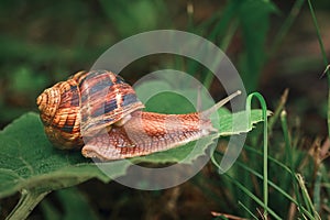 A small, brown and white snail is on a leaf