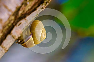 A small brown and white snail is sitting on a tree branch