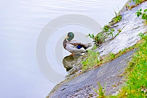 Small brown wild male mallard duck on the water near the edge of the pond on the background of the water surface