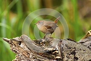 Small brown Winter wren bird perched on an old tree stump