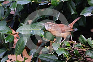 Small brown wren with a long, curved beak perched on a tree branch