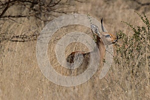 Small buck behind grass