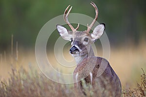 Small buck looking behind him