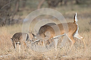 Small buck smelling hind end of doe