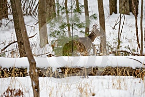 Small Buck in Winter