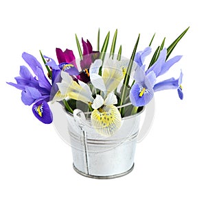 Small bucket with iris.