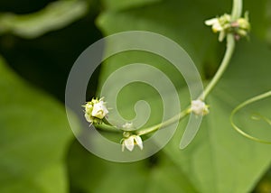 small bud of flower on green leaves background