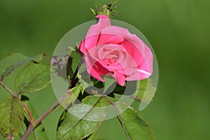 Small bud of pink Rosa gallica, the Gallic rose, French rose, or rose of Provins