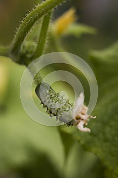 Small budding Green Pickling Cucumber in a Garden