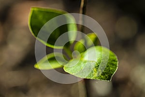 A Small Budding Plant Close Up