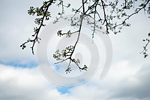 Budding Tree Branches on a Cloudy Blue Sky