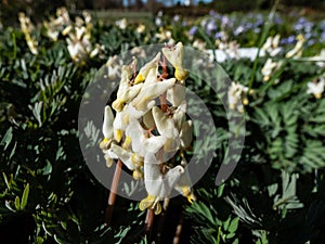 Small buds and flowers of the Dutchman\'s britches or Dutchman\'s breeches (Dicentra cucullaria)