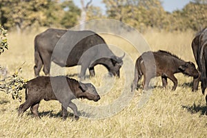 Small buffalo calf walking together with its herd in Moremi Reserve in Botswana