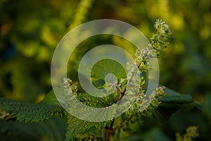 Small bug, insect on green foliage, soft focused close up shot