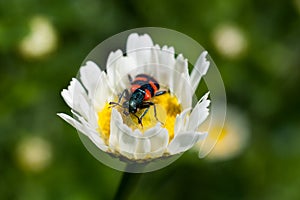 A small bug with red and black stripes