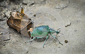 Small bug in Trinidade, Paraty, Brazil