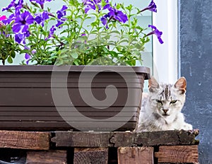 A small-built gray cat with narrowed eyes lies next to a box of flowers . photo