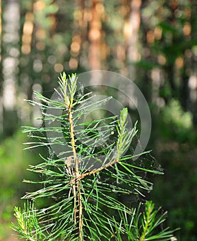 A small bump and needles on top of a branch of a young pine