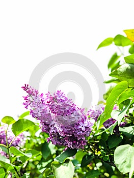 Small Bunch of Blooming Butterfly Purple Flowers