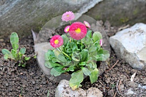 Small bunch of Common daisy or Bellis perennis plants with pink to red pompon like flowers with yellow center growing in local