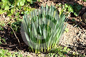 Small bunch of densely planted Narcissus or Daffodil perennial geophytes flowering plants growing in local home garden