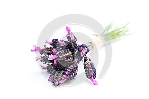 Small bunch of french lavender isolated on white