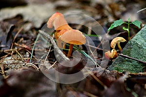 This small bunch of fungi are known as Hygrocybe. Jenningsville Pennsylvania