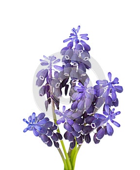 Small bunch of Muscari isolated on white background. Grape Hyacinth. Selective focus