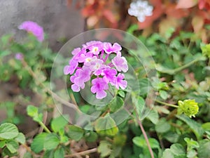 A small bunch of purple ultraviolet colored wild flowers