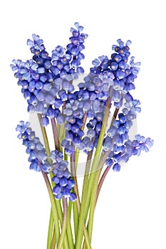 A small bunch of tender blue spring April hyacinths of Muscari. photo