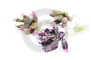 Small bunches of french lavender isolated on white