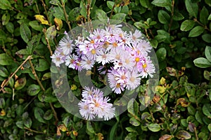 Small bunches of open blooming European Michaelmas daisy or Aster amellus plant lilac flowers surrounded with dense dark green