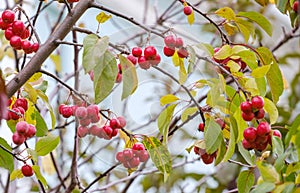 small bunches of red apples on an apple tree branch