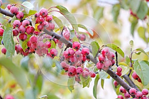 small bunches of red apples on an apple tree branch