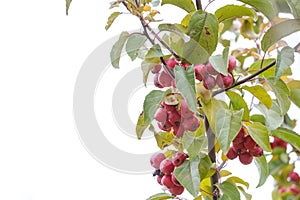 small bunches red apples on an apple tree branch on a white background