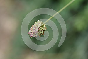 Small burnet