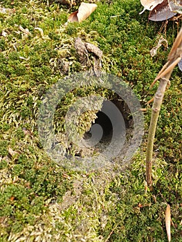 A small burrow hidden under a fluffy layer of moss in the forest