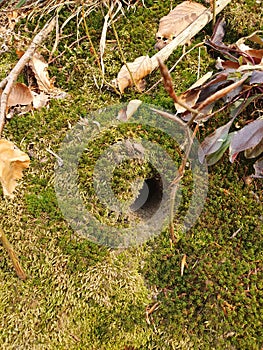A small burrow hidden under a fluffy layer of moss in the forest