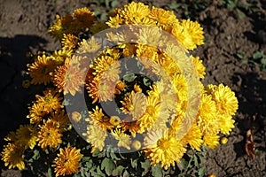 Small bush of amber yellow Chrysanthemums in bloom